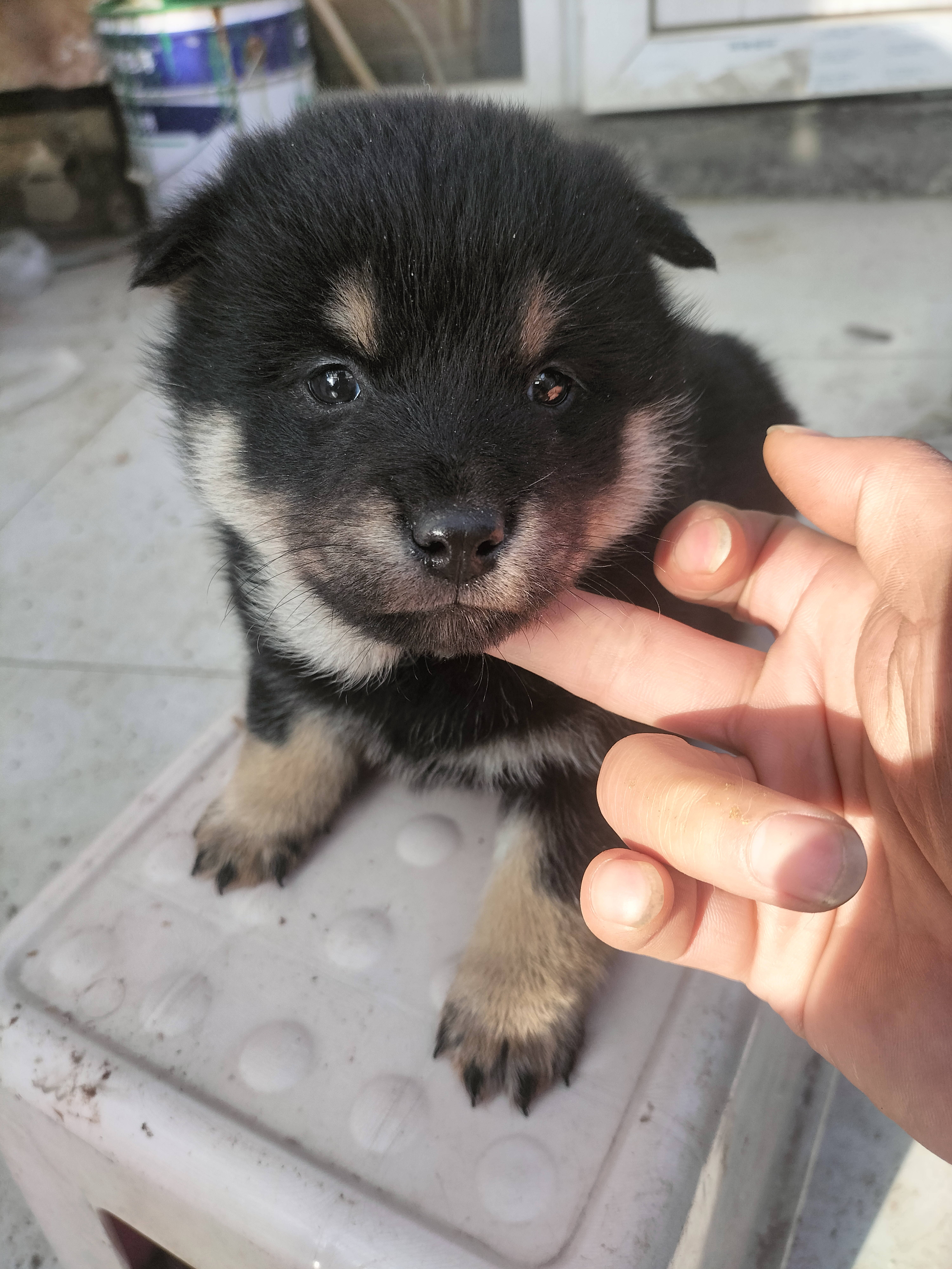 精品柴犬自家养的，出给喜欢的朋友